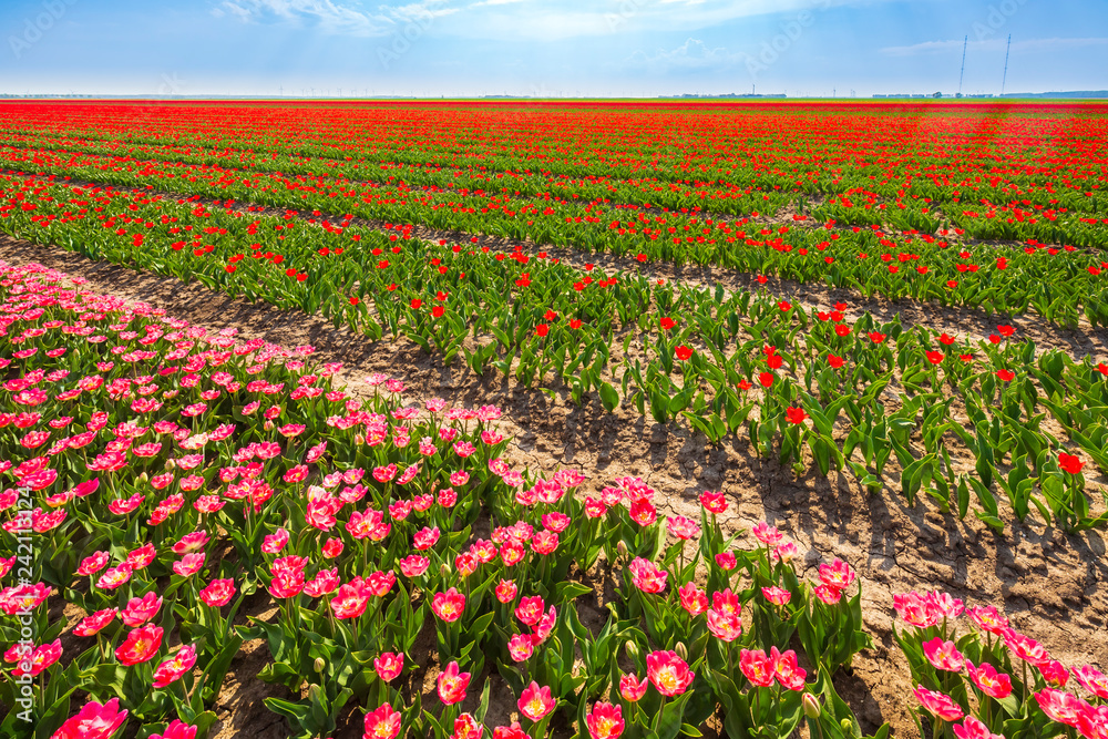 olorful Dutch pink tulips blooming in a flower field and a windmill