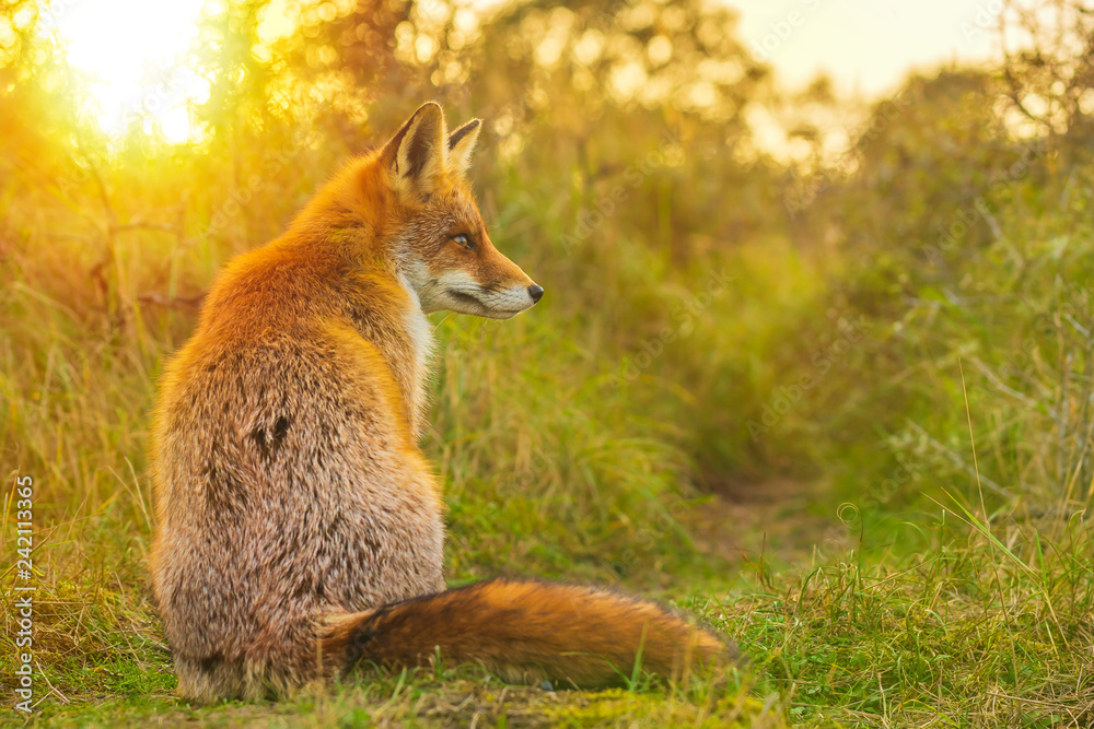 Obraz premium Wild red fox Vulpes Vulpes evening sunset