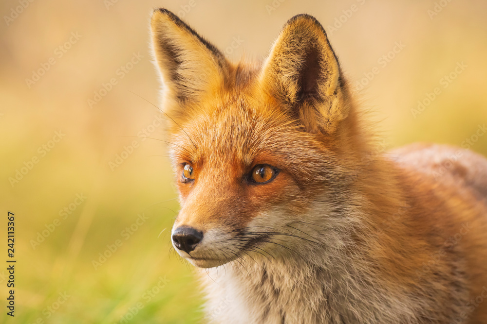 Fototapeta premium Wild red fox Vulpes Vulpes close-up