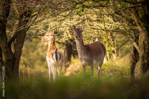 Fallow deer Dama Dama doe, hind or fawn in Autumn