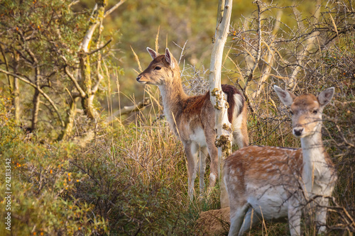 Fallow deer fawn together in Autumn photo