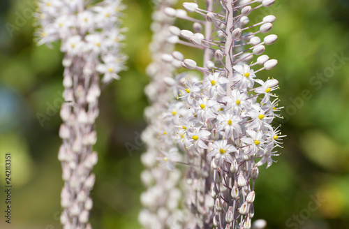 White Squill photo