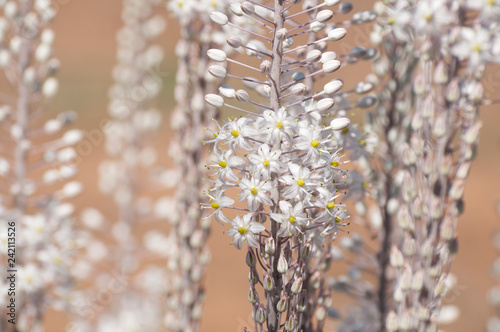 White Squill photo