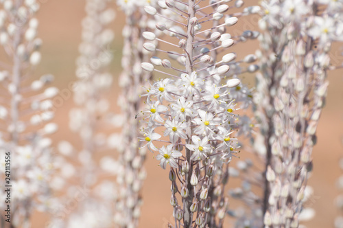 White Squill photo