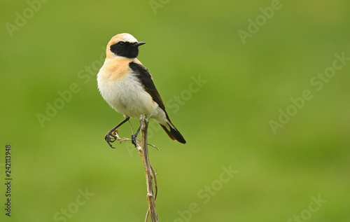blonde wheatear on the branch of a posed shrub