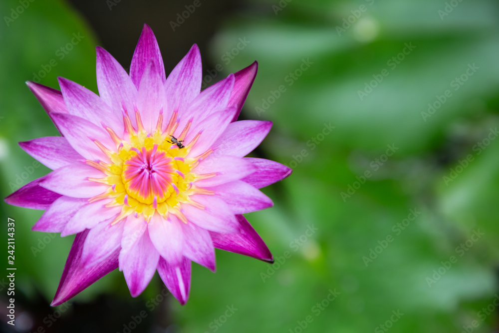 Lotus flower or water lily flower blooming with green leaves background in the pond at sunny summer or spring day. Nymphaea water lily. Lotus flower or water lily flower blooming with green leaves background in the pond at sunny summer or spring day. Nymphaea water lily.