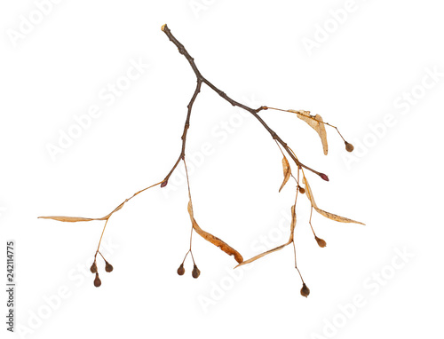 Dry seeds of Linden tree on a branch
