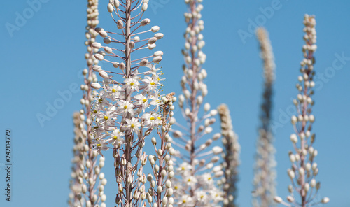 White Squill photo