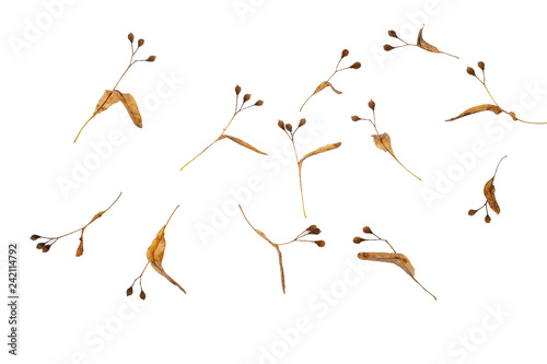 Dry seeds of Linden tree on a branch