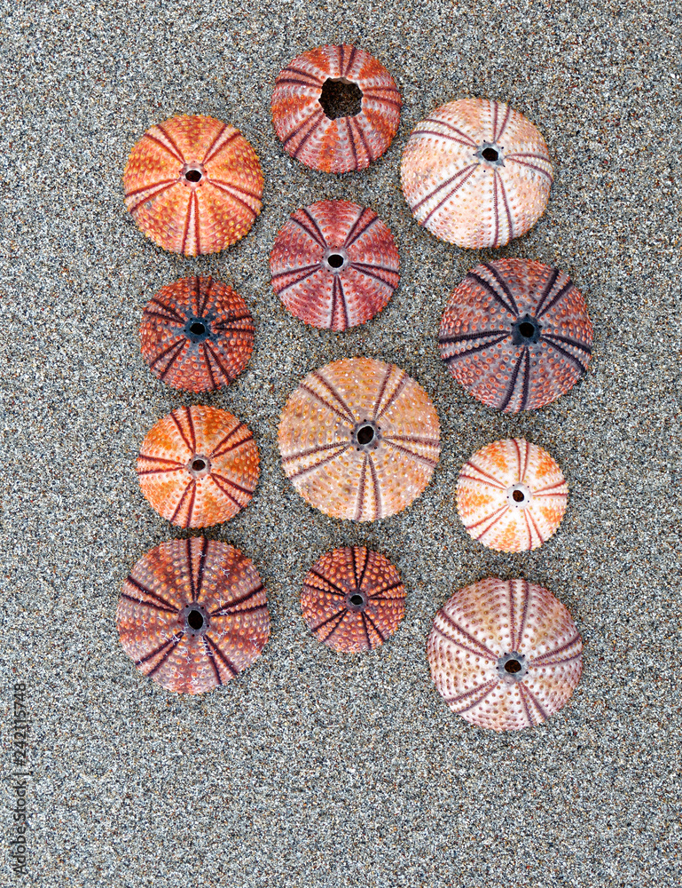 colorful sea urchins shells on wet sand beach top view