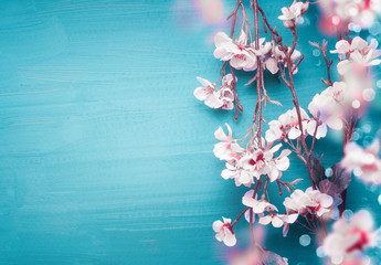 Pretty spring cherry blossom branches on turquoise blue background with copy space for your design. Springtime holidays and nature concept