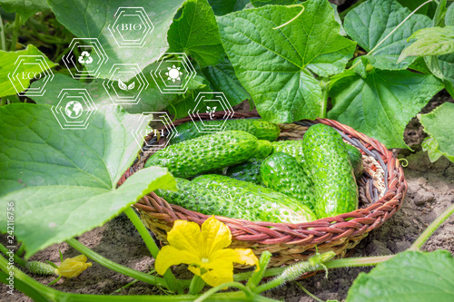 Fresh cucumbers in a basket in the garden in the garden among the sprouts of cucumber and ovary flowers