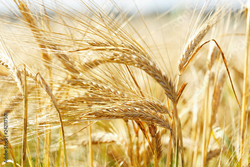 Field of barley in a summer day photo