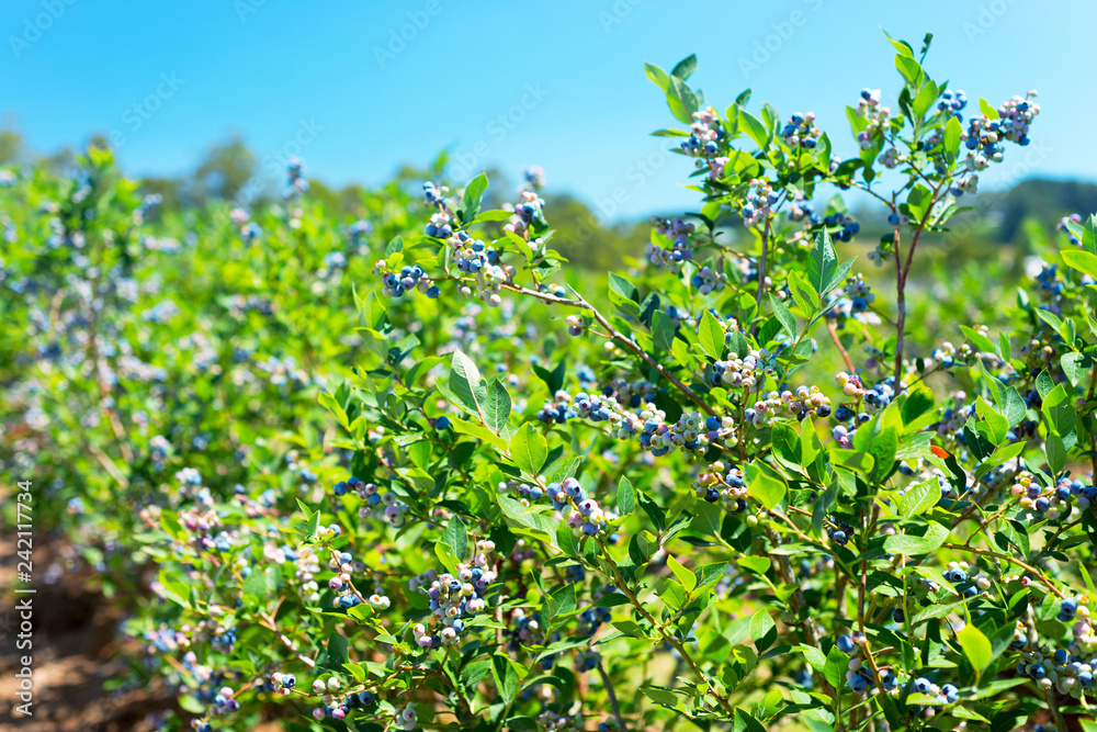 Blueberry plants with berries