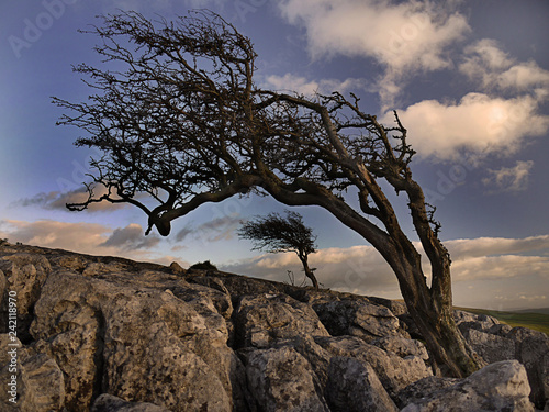 Fotografija Twistleton Scar limestone paving, Ingleton, Yorkshire