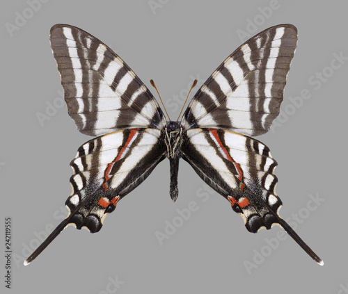 Butterfly Eurytides marcellus (underside) on a gray background photo