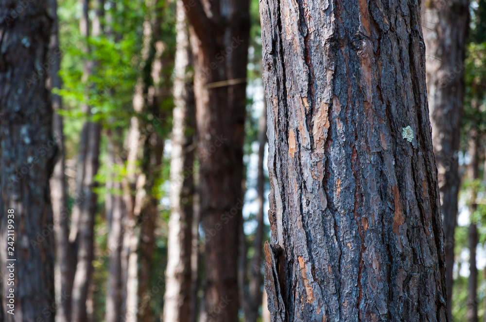 Close up Kesiya Pine tree soft light blur background, Pinus kesiya Royle ex Gordon Close up Kesiya Pine tree soft light blur background, Pinus kesiya Royle ex Gordon