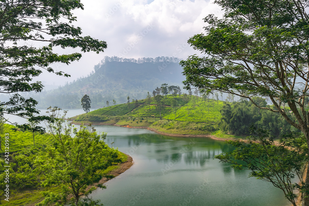 Panorama of tea plantation, Sri Lanka