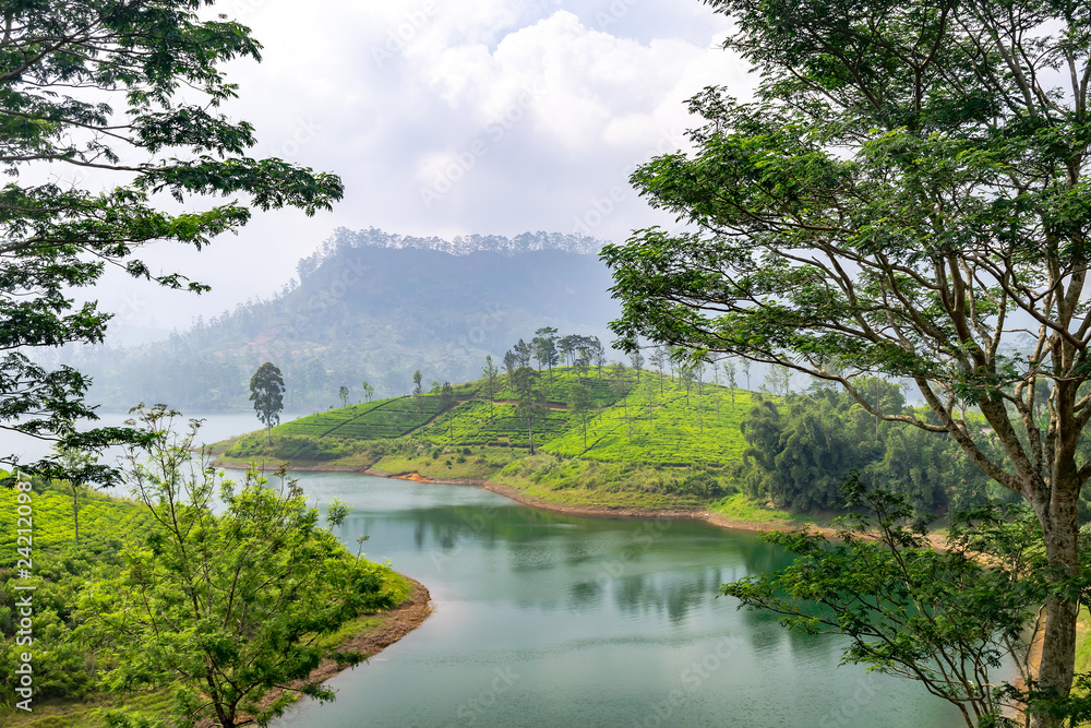Panorama of tea plantation, Sri Lanka