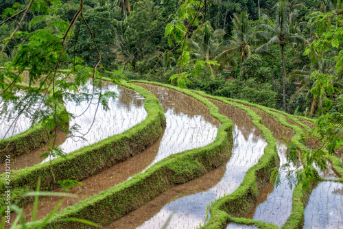 The famous rice terraces at Jatiluwih in Bali, Indonesia