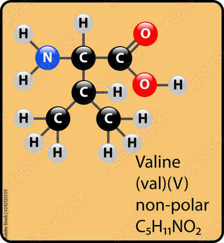 Valine Amino Acid Molecule Ball and Stick Structure