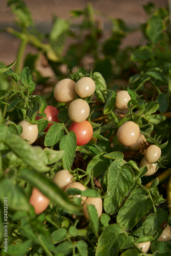 Organic Tomatos