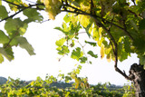 Summer in vineyard