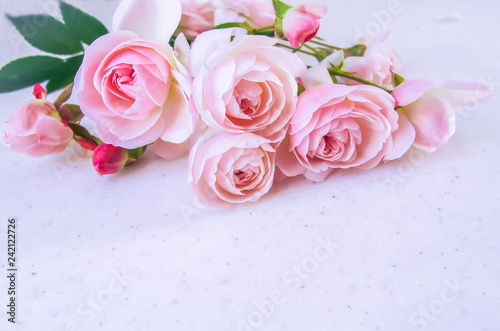 Pink roses isolated on white background in blue tone. Perfect for background greeting cards and invitations of the wedding, birthday, Valentine's Day, Mother's Day.