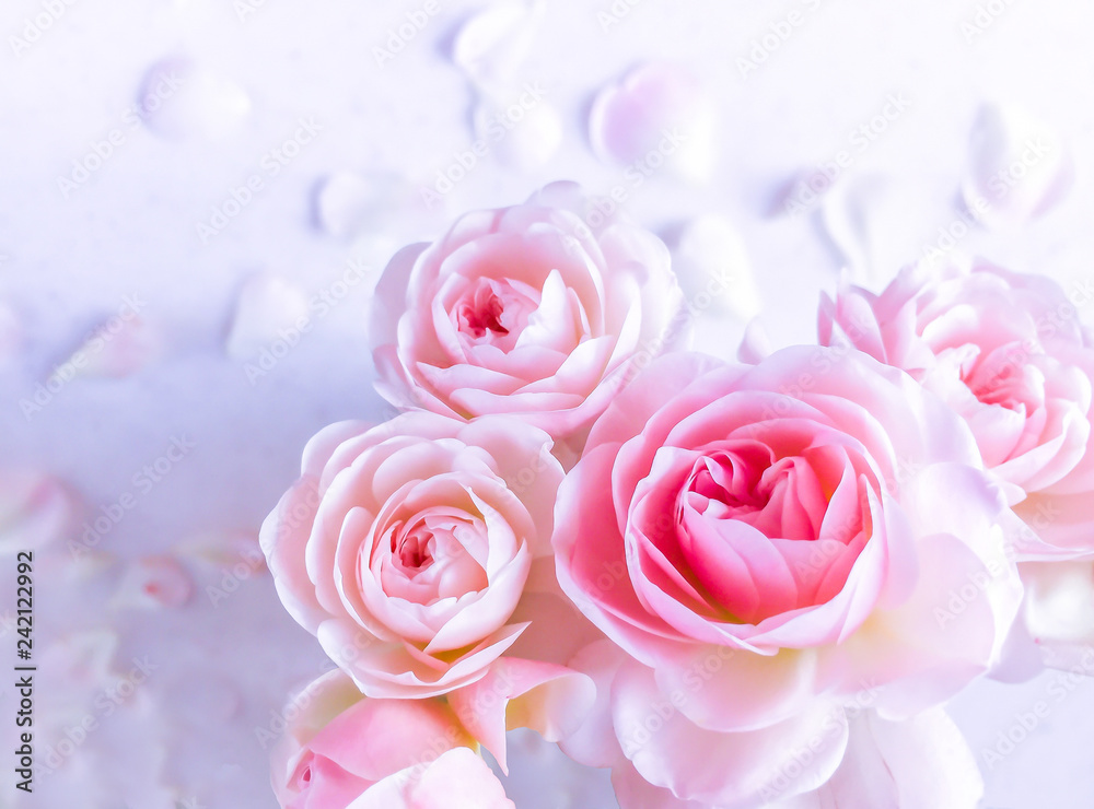 Pink roses isolated on white background in blue tone. Perfect for background greeting cards and invitations of the wedding, birthday, Valentine's Day, Mother's Day.