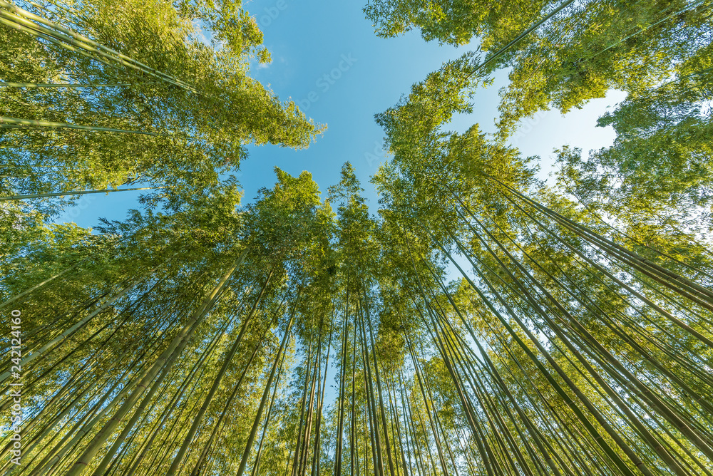 Bottom view of tall bamboo tree in evergreen forest of Arashiyama, Kyoto, Japan Bottom view of tall bamboo tree in evergreen forest of Arashiyama, Kyoto, Japan