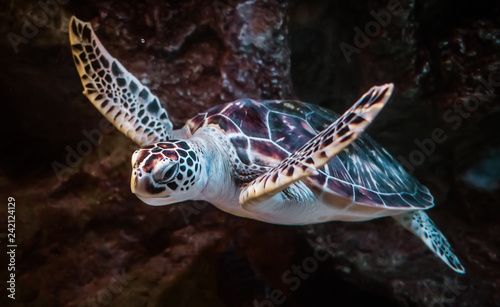 Sea turtle swims under water