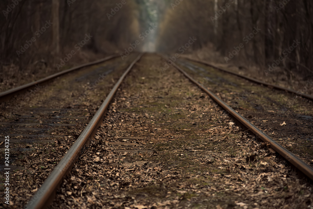 Fototapeta premium Rails in the forest