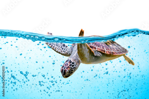 Obraz na plátně Sea turtle swims under water isolated on white