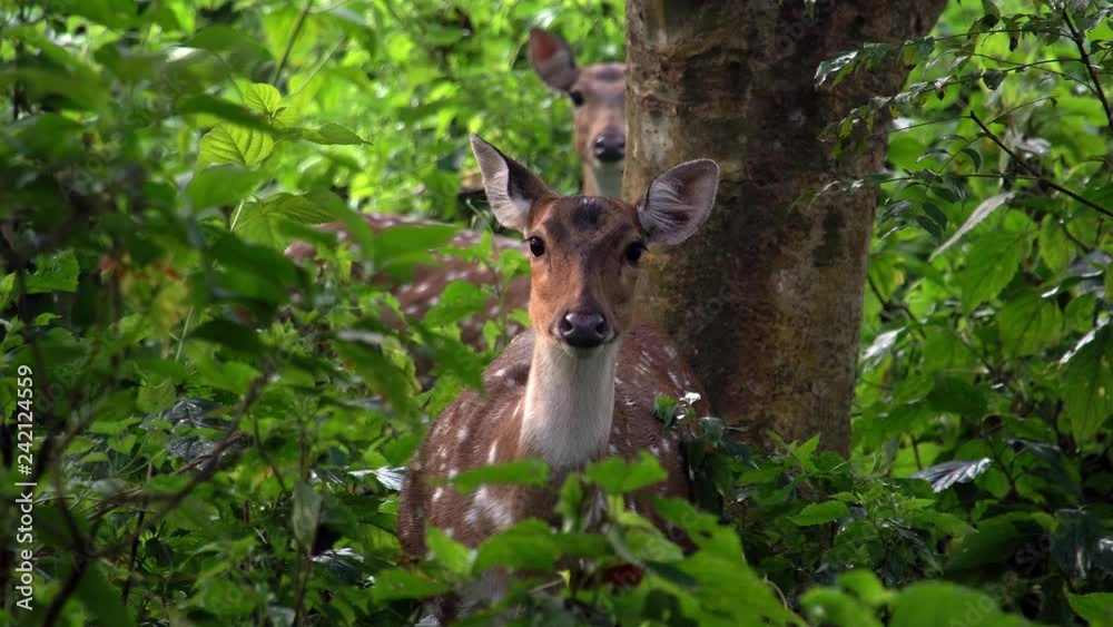 Loopable Cinemagraph of Female Chital or Cheetal (Axis axis), also known as Spotted Deer or Axis Deer in Forest Loopable Cinemagraph of Female Chital or Cheetal (Axis axis), also known as Spotted Deer or Axis Deer in Forest