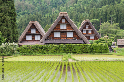 Rice field in Historic Village of Shirakawa-go in Japan in Springtime photo