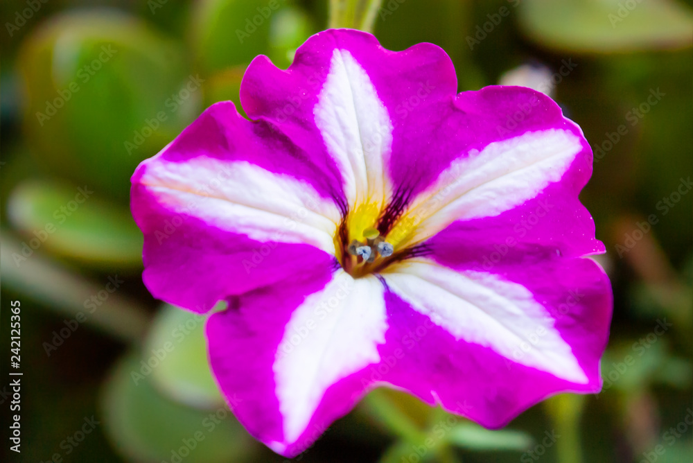 Close up photo of purple striped Petunia flower. Natural summer background. Close up photo of purple striped Petunia flower. Natural summer background.