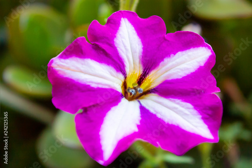 Close up photo of purple striped Petunia flower. Natural summer background.