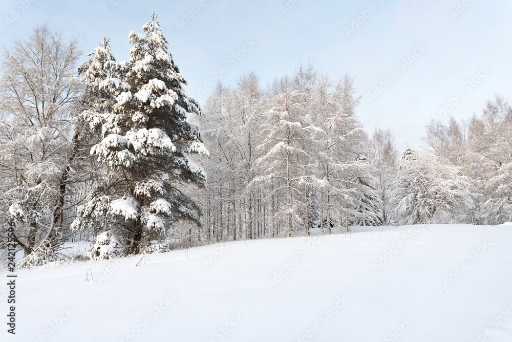 Trees in snowy winter landscape