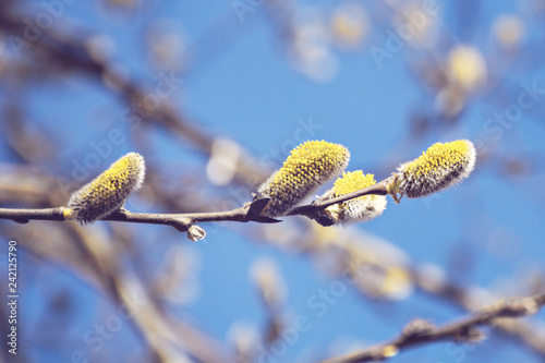 Springtime, Buds on the branches of a tree against the blue sky. Spring background