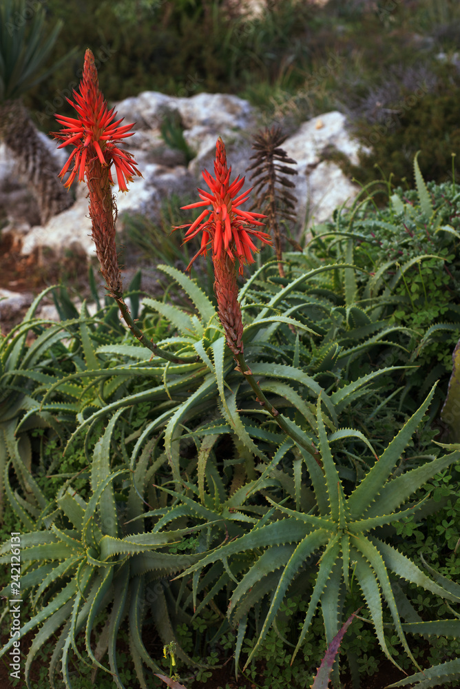 Red aloe vera flower. Shooting in daylight. Selective sharpness, shallow depth of field, blurred background Red aloe vera flower. Shooting in daylight. Selective sharpness, shallow depth of field, blurred background