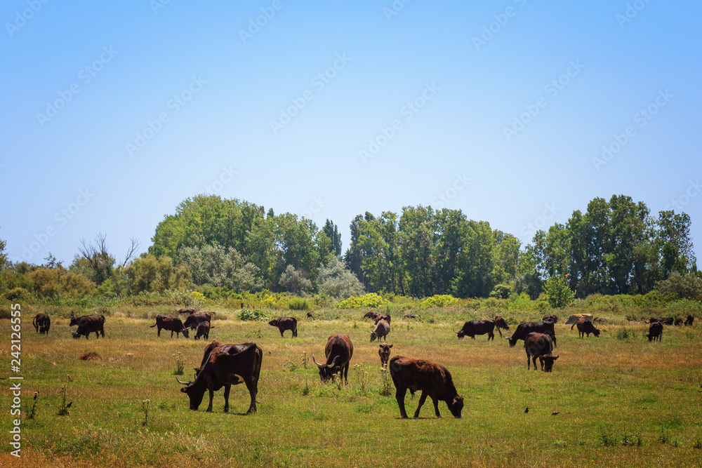 Wild black bulls graze in the fields in the reserve Camargue .Provence. France.. Wild black bulls graze in the fields in the reserve Camargue .Provence. France..