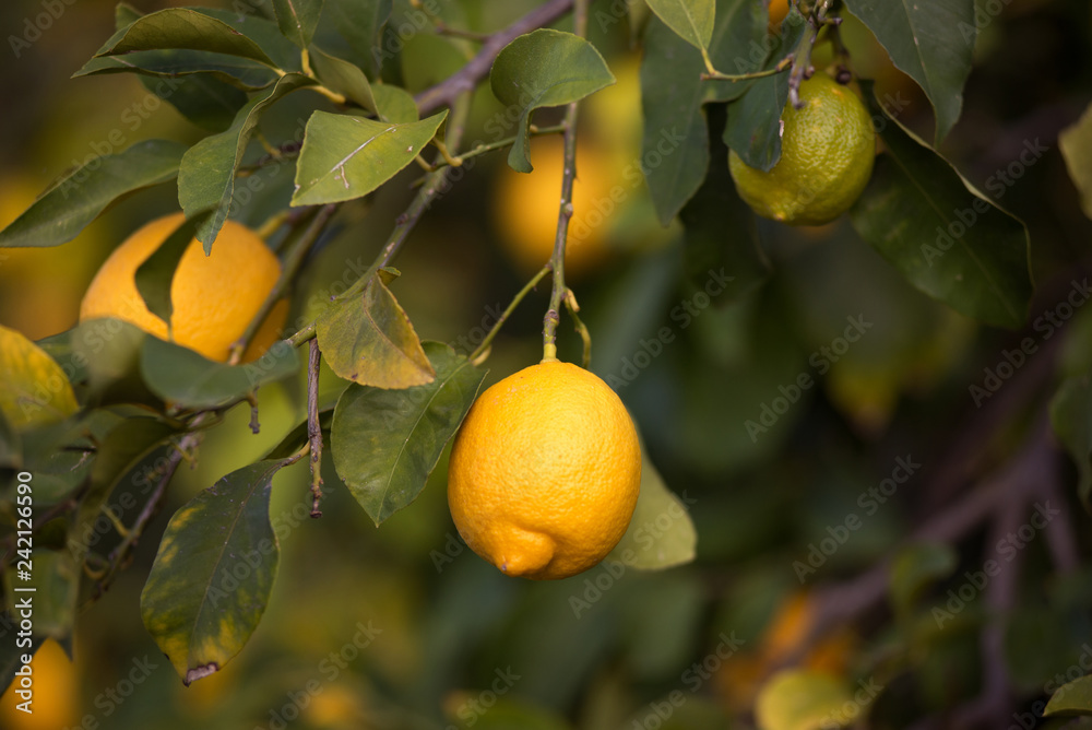 Lemons (fruit, citrus) on the branches of a tree. Shooting in daylight, shallow depth of field, selective sharpness. Place for text