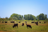 Wild black bulls graze in the fields in the reserve Camargue .Provence. France..