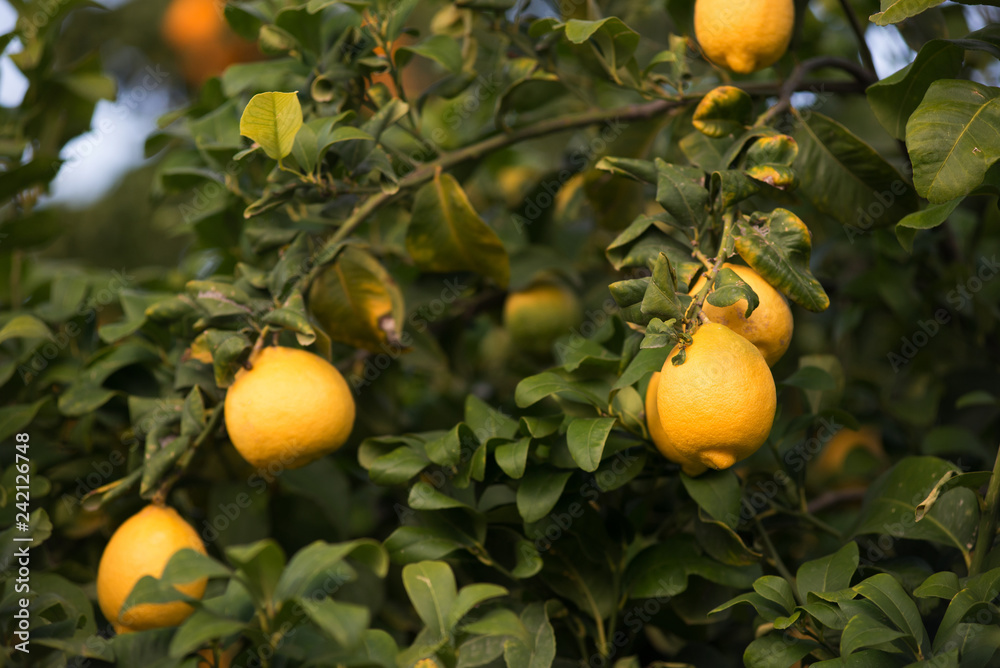 Lemons (fruit, citrus) on the branches of a tree. Shooting in daylight, shallow depth of field, selective sharpness