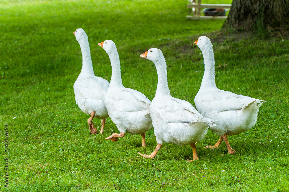 Obraz premium Weiße Hausgänse auf einer Wiese