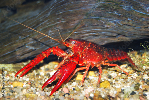 Red Louisiana swamp crayfish Procambarus clarkii. Food export
