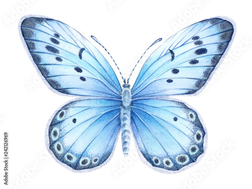 Canvas Print Watercolor blue butterfly. Hand drawn illustration