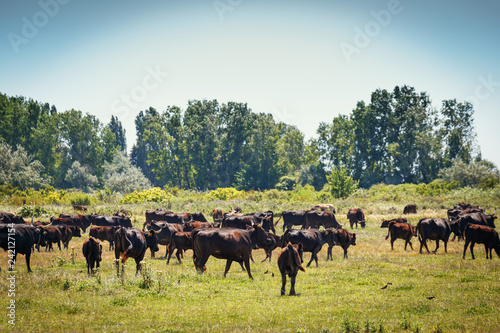 Wild black bulls graze in the fields in the reserve Camargue .Provence. France.. photo