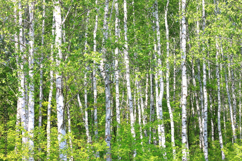 Beautiful birch trees with white birch bark in birch grove with green birch leaves Beautiful birch trees with white birch bark in birch grove with green birch leaves