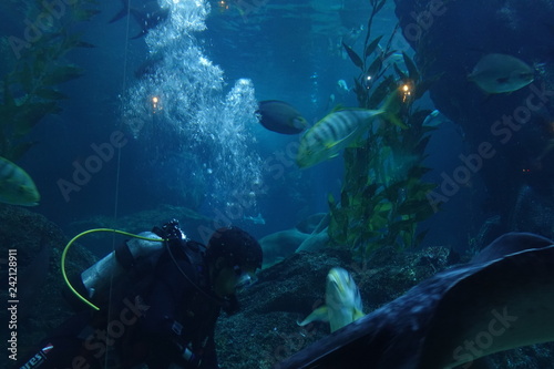 Wallpaper Mural Fish and marine life Torontodigital.ca